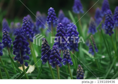 満開の紫色のムスカリの花々と緑の葉の群生風景 満開の紫色のムスカリの花々と緑の葉の群生風景 139189436