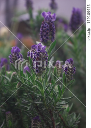 開花した紫色のフレンチラベンダーの花穂と細い緑の葉の接写 開花した紫色のフレンチラベンダーの花穂と細い緑の葉の接写 139189438