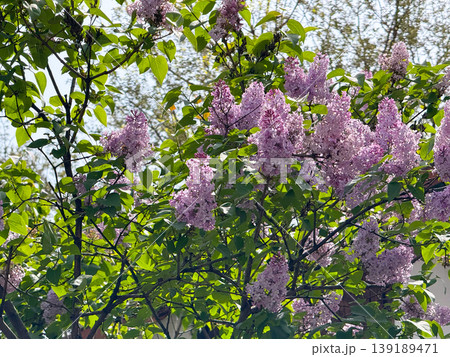 Lilac tree with purple blossoms and green leaves in spring daylight. Seasonal flowering, garden landscape, ornamental plant, and natural botanical scenery. 139189471