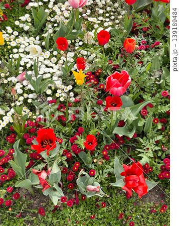 Close view of tulip flowers with yellow red and white petals in bloom. Spring flowering, garden composition, botanical detail, and ornamental plant diversity. 139189484