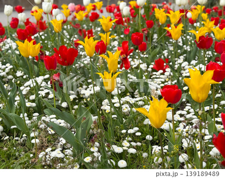 Dense tulip flowerbed with red yellow and white blooms in spring garden. Ornamental planting, floral diversity, landscape design, and seasonal botanical display. Dense tulip flowerbed with red yellow and white blooms in spring garden. Ornamental planting, floral diversity, landscape design, and seasonal botanical display. 139189489