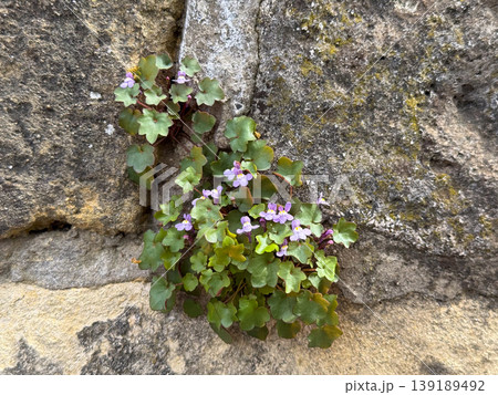 Small cymbalaria plant growing from a crack in a stone wall. Survival in harsh conditions, urban vegetation, resilience, and botanical adaptation detail. Small cymbalaria plant growing from a crack in a stone wall. Survival in harsh conditions, urban vegetation, resilience, and botanical adaptation detail. 139189492