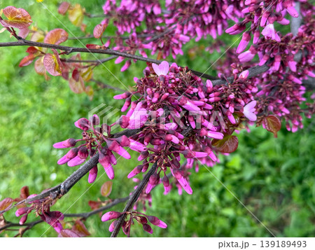 Cercis tree branch covered with pink blossoms and young leaves in spring. Ornamental flowering, botanical detail, seasonal growth, and natural texture in garden environment. Cercis tree branch covered with pink blossoms and young leaves in spring. Ornamental flowering, botanical detail, seasonal growth, and natural texture in garden environment. 139189493