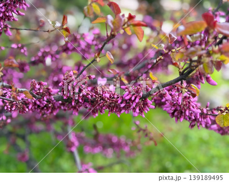 Cercis tree branch covered with pink blossoms and young leaves in spring. Ornamental flowering, botanical detail, seasonal growth, and natural texture in garden environment. 139189495