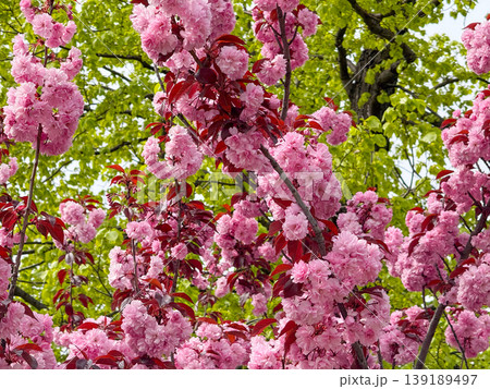 Close view of sakura branches filled with pink blossoms against a bright sky. Spring flowering, botanical texture, ornamental tree detail, and seasonal natural pattern. 139189497