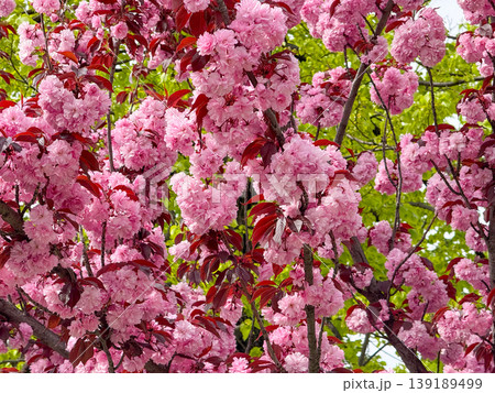 Sakura branches covered with pink blossoms reaching across a bright sky. Spring bloom, floral canopy, ornamental tree growth, seasonal change, and botanical richness. Sakura branches covered with pink blossoms reaching across a bright sky. Spring bloom, floral canopy, ornamental tree growth, seasonal change, and botanical richness. 139189499