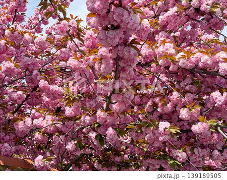 Sakura branches with dense pink blossoms spreading widely under a bright sky. Spring bloom, floral canopy, ornamental tree growth, and seasonal botanical abundance. Sakura branches with dense pink blossoms spreading widely under a bright sky. Spring bloom, floral canopy, ornamental tree growth, and seasonal botanical abundance. 139189505