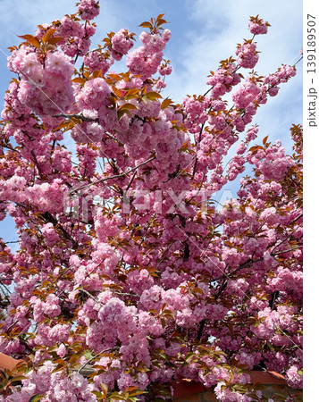 Sakura tree with dense pink blossoms spreading above a roof against blue sky. Seasonal bloom, ornamental canopy, spring vegetation, and natural abundance in urban space. 139189507