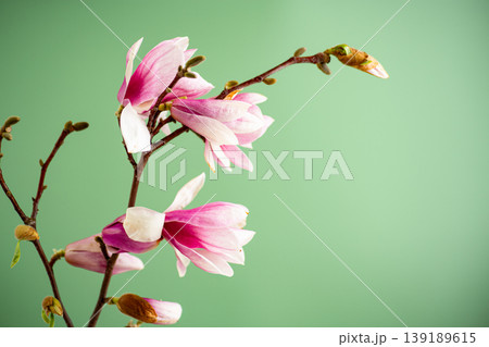 delicate pink magnolia blossoms on soft green background delicate pink magnolia blossoms on soft green background 139189615