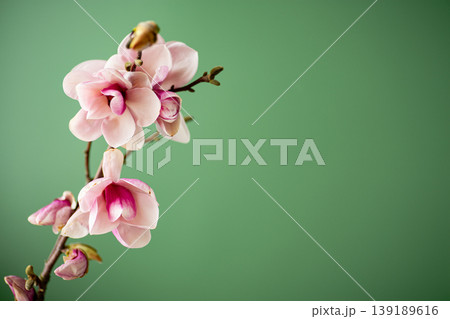 soft pink magnolia flowers with copy space on green soft pink magnolia flowers with copy space on green 139189616