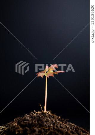 eco concept young tree peony sprout with natural growth symbolism eco concept young tree peony sprout with natural growth symbolism 139189620