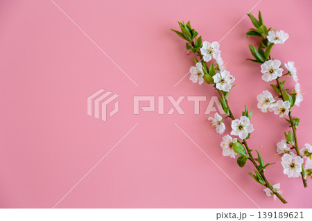 delicate white cherry blossom branches on soft pink background delicate white cherry blossom branches on soft pink background 139189621