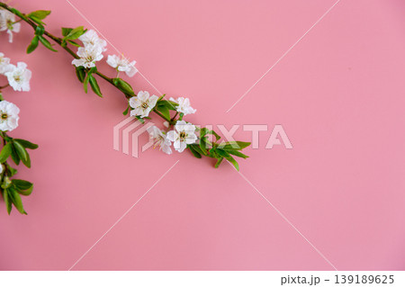 minimal cherry blossom composition with elegant flowers on pink background minimal cherry blossom composition with elegant flowers on pink background 139189625