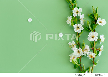 delicate white cherry blossom branches on soft green spring background delicate white cherry blossom branches on soft green spring background 139189626