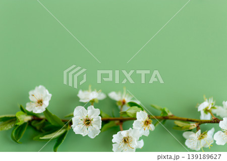 elegant cherry blossom branch with soft green natural background elegant cherry blossom branch with soft green natural background 139189627