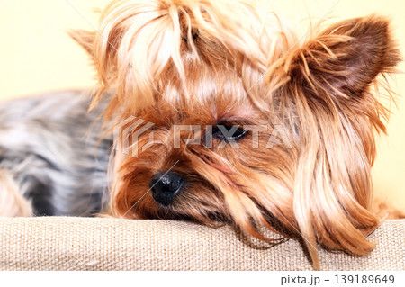Yorkshire Terrier Yorkshire Terrier 139189649