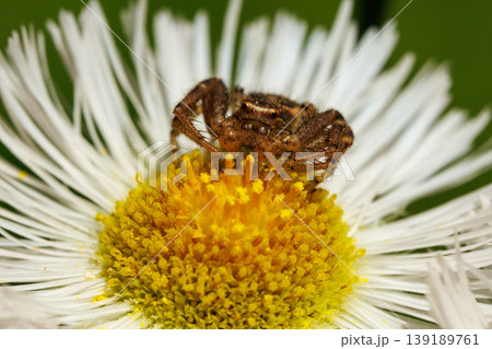 ハルジオンの花の上で獲物を待つ花蜘蛛 ハルジオンの花の上で獲物を待つ花蜘蛛 139189761