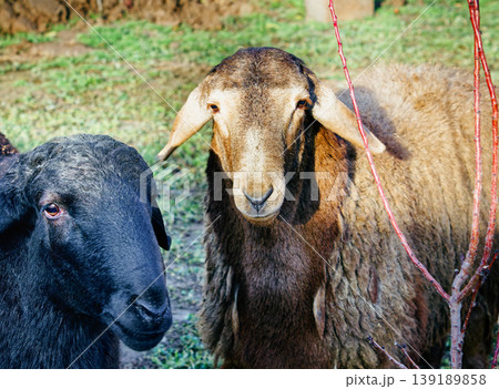 Black sheep and brown sheep gaze directly at the viewer 139189858