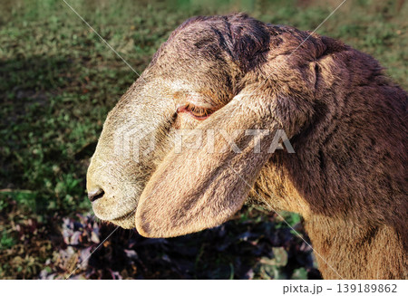 Portrait of a calm sheep in a grassy field Portrait of a calm sheep in a grassy field 139189862