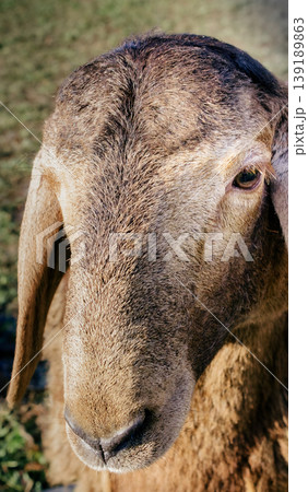 Calm brown sheep with detailed wool and soft eyes 139189863