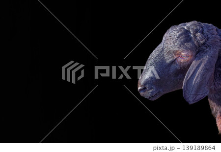 Sheep on a black background Sheep on a black background 139189864