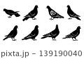 Pigeon Silhouettes Set in Different Positions 139190040