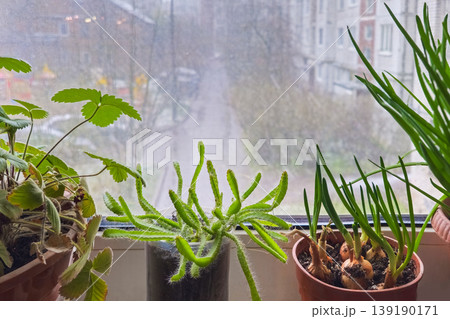 Potted plants on the windowsill in spring. 139190171