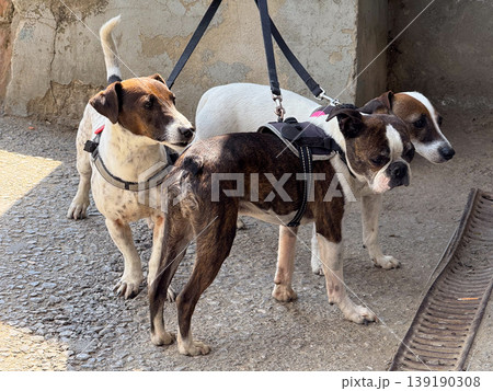 Three small dogs standing together on leashes near an old wall. Pet companionship, urban walking, animal behavior, group interaction, restraint, loyalty, and everyday care. Three small dogs standing together on leashes near an old wall. Pet companionship, urban walking, animal behavior, group interaction, restraint, loyalty, and everyday care. 139190308