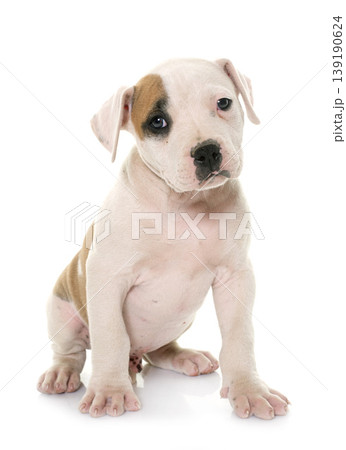 puppy american bulldog 139190624