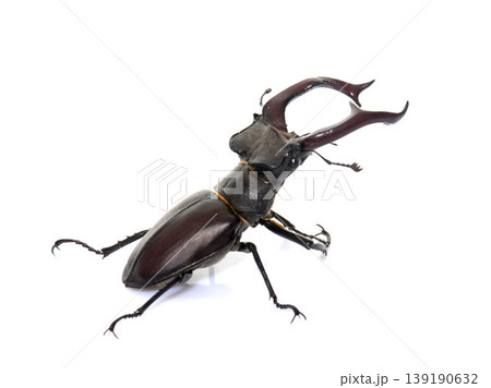 Lucanus cervus in studio 139190632