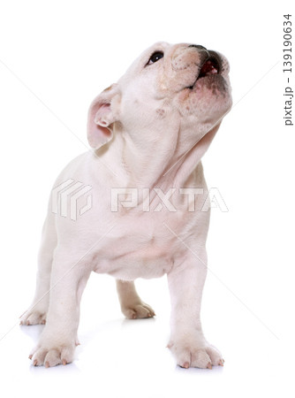 puppy english bulldog 139190634
