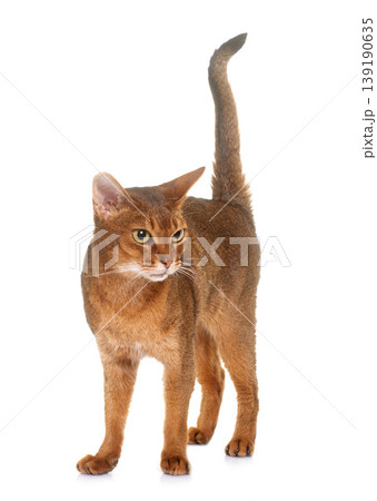 Abyssinian cat in studio Abyssinian cat in studio 139190635
