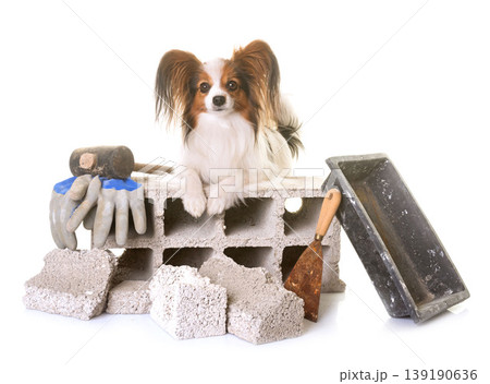 puppy pappillon dog and masonry 139190636