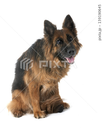 old german shepherd and woman old german shepherd and woman 139190645