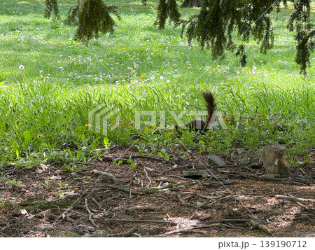 Brown squirrel moving through grass under tree branches in park. Wildlife activity, foraging behavior, natural habitat, ground texture, seasonal greenery, and quiet ecosystem balance. 139190712