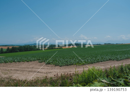 [美瑛町の木]北海道の大自然・セブンスターの木 139190753