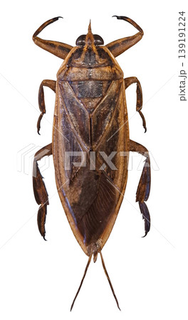 A giant water bug rests on a plain background. Its body shows distinct features. This insect is common in freshwater habitats and can be found in various regions. 139191224
