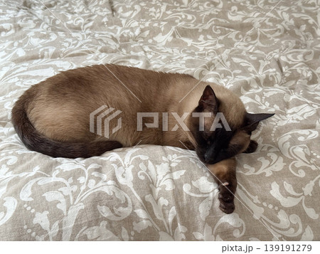 Sleeping siamese cat on a patterned bedspread at home. Pet rest, domestic comfort, feline companionship, bedroom routine, animal behavior, relaxation, trust, warmth, and household calm. 139191279