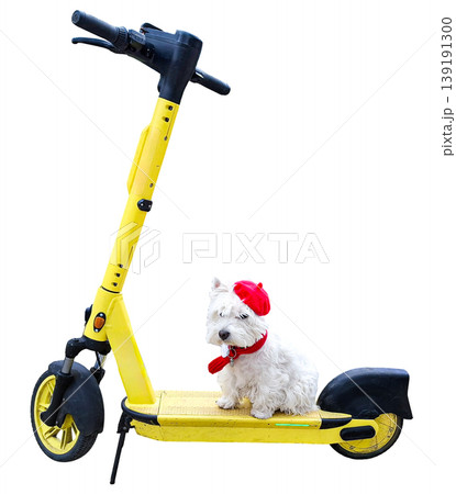 A small white dog sits on a yellow scooter wearing a red beret and a red scarf. The scooter stands alone in a plain area with no other objects nearby. 139191300