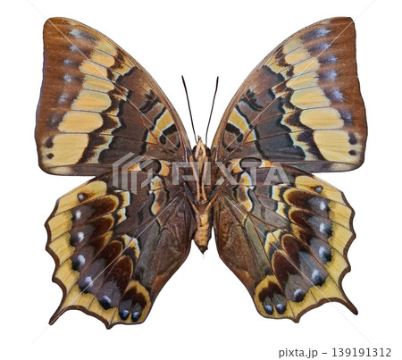 The colorful butterfly Charaxes eurialus rests on a plain surface. It displays its wings open, showing a variety of patterns and colors. Natural light highlights the details of the butterfly. The colorful butterfly Charaxes eurialus rests on a plain surface. It displays its wings open, showing a variety of patterns and colors. Natural light highlights the details of the butterfly. 139191312