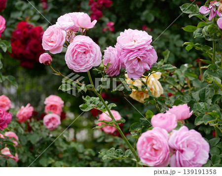 Varietal elite roses bloom in Rosengarten Volksgarten in Vienna. Pink Floribunda rose flowers Varietal elite roses bloom in Rosengarten Volksgarten in Vienna. Pink Floribunda rose flowers 139191358