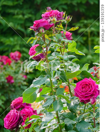 Vibrant Pink Garden Roses in Bloom - Fresh Summer Floral Background. Rosengarten Volksgarten in Vienna. Vibrant Pink Garden Roses in Bloom - Fresh Summer Floral Background. Rosengarten Volksgarten in Vienna. 139191359