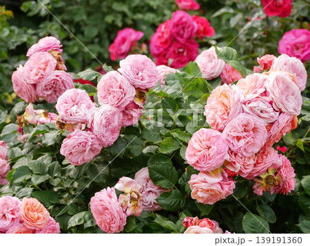Pink English Roses Pierre de Ronsard Blooming in Rosengarten Volksgarten in Vienna Close-Up Close-Up Pink English Roses Pierre de Ronsard Blooming in Rosengarten Volksgarten in Vienna Close-Up Close-Up 139191360