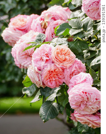 Pink English Roses Pierre de Ronsard Blooming in Rosengarten Volksgarten in Vienna Close-Up Close-Up 139191361