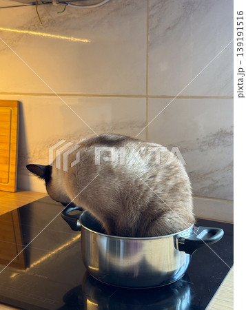 Funny Siamese cat resting inside a metal saucepan on an induction cooktop at home. Pet curiosity, domestic humor, kitchen mischief, and cozy indoor life Funny Siamese cat resting inside a metal saucepan on an induction cooktop at home. Pet curiosity, domestic humor, kitchen mischief, and cozy indoor life 139191516