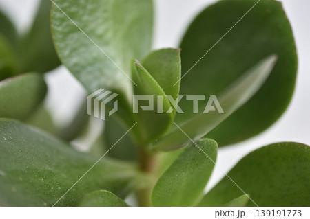 縁紅弁慶 縁紅弁慶 139191773