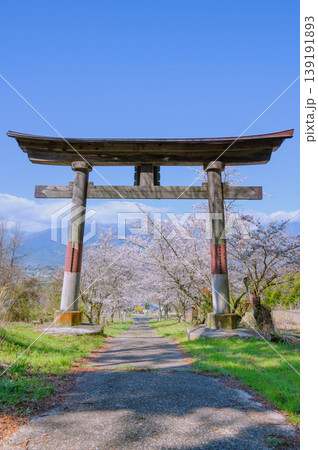 四神社の鳥居と桜並木【北安曇郡池田町】 四神社の鳥居と桜並木【北安曇郡池田町】 139191893