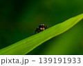 クモ 139191933