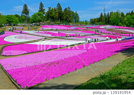 秩父市　武甲山の麓　羊山公園　春の芝桜の丘　 139191954