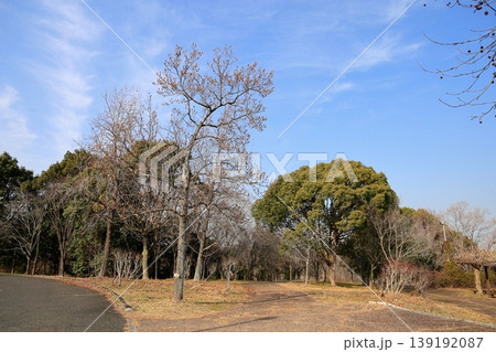 ユリノキの枯れ蕾 139192087